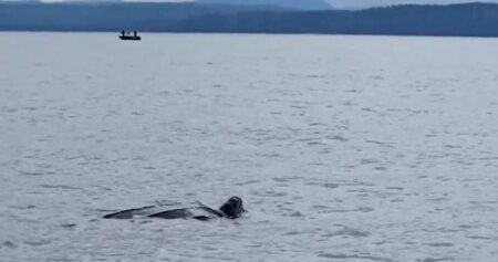 Leatherback sea turtle sighted in B.C. waters is ‘extremely rare’ expert says
