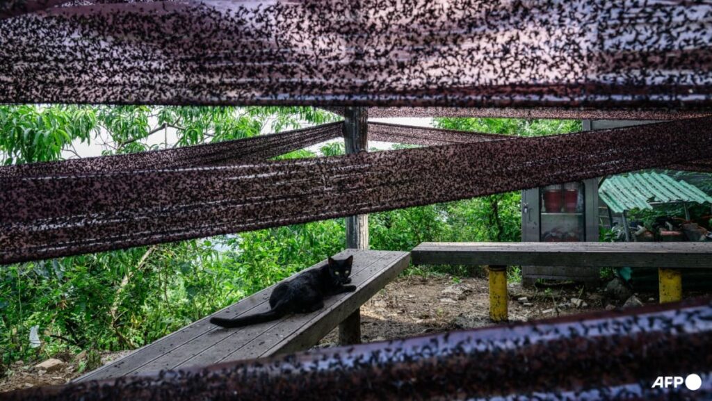 Rotten insects, viral videos and climate change: South Korea battles ‘lovebug’ invasion