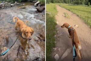 Single Man Denied Adoption From 3 Dog Shelters—He Does Only Thing He Can