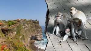 Monkeys ‘running a scam’ at sacred temple, frustrated tourists say after phone thefts