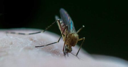 West Nile virus to spread to remote areas of Quebec due to climate change, study says