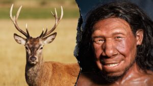Neanderthals extracted animal fat in advanced food prep process 125,000 years ago: report