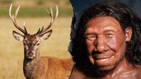 Neanderthals extracted animal fat in advanced food prep process 125,000 years ago: report
