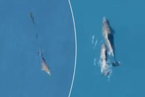 Dolphin calf reunited with mother after being freed from fishing net