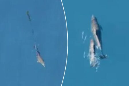 Dolphin calf reunited with mother after being freed from fishing net
