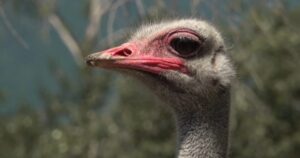 Federal Court of Appeal reserves decision in ostrich farm avian flu case