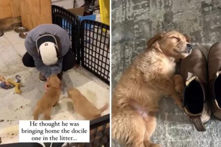 Man Thinking He Got ‘Docile’ Puppy Quickly Realizes He Was Wrong