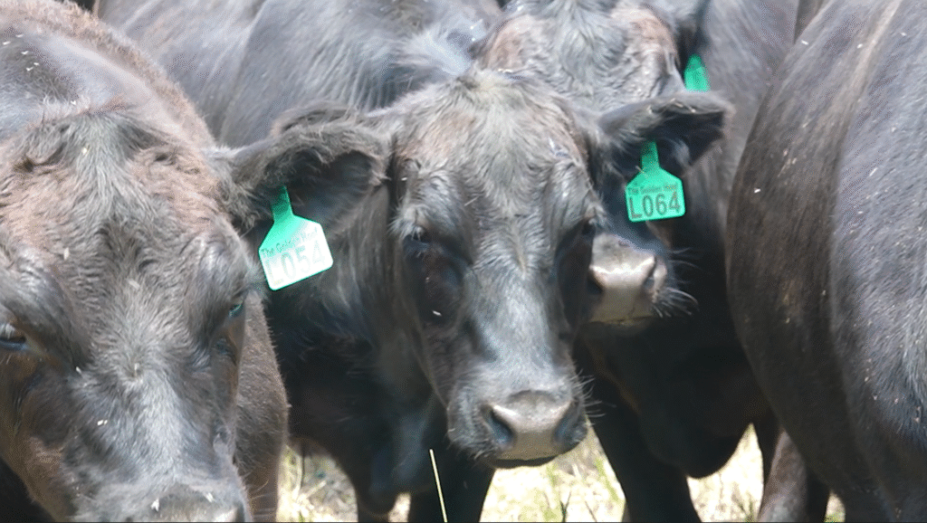 Colorado utilizing grazing cattle to help prevent wildfires in at-risk areas