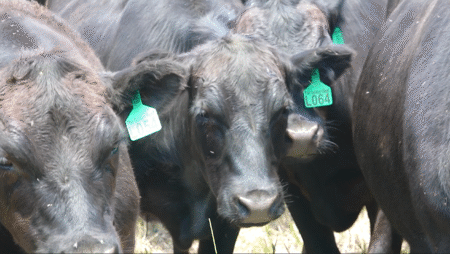 Colorado utilizing grazing cattle to help prevent wildfires in at-risk areas