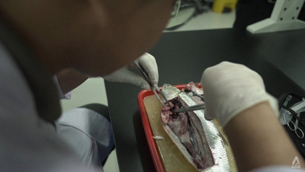 Why Southeast Asia is ingesting so much microplastic, and what it’s doing to your body
