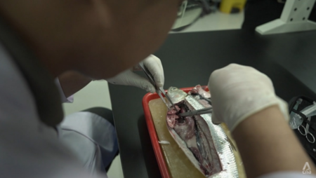 Why Southeast Asia is ingesting so much microplastic, and what it’s doing to your body