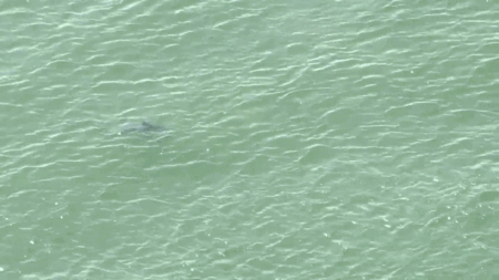 NYC temporarily shuts down Queens beaches after sharks swim dangerously close to Fourth of July crowd