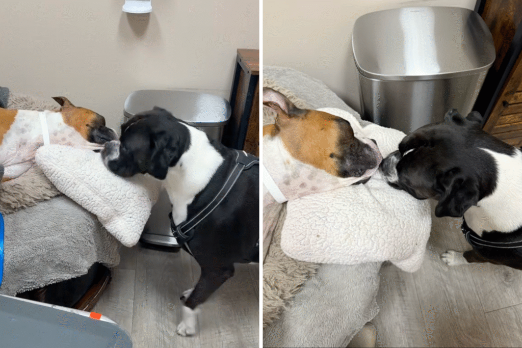 Owner Takes Dog To Say Goodbye to Little Sister, Reaction Breaks His Heart