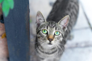 Neighbor Rescues Injured Cat—X-Ray Reveals the Unthinkable