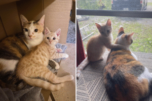 Owner Feared Cat Wouldn't Accept Rescue Kitten—Photos Say It All