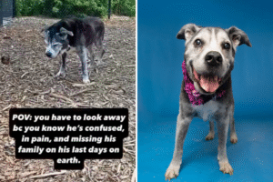 Senior Dog Left at Shelter Is Hours From Euthanasia, Then a Miracle Happens