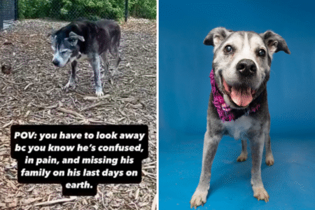 Senior Dog Left at Shelter Is Hours From Euthanasia, Then a Miracle Happens
