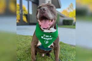 Dog Spends 588 Days in Shelter With No Interest, Then Euthanasia Loomed