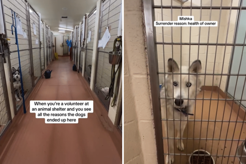Hearts Break As Shelter Volunteer Reveals Reasons Dogs Are Abandoned