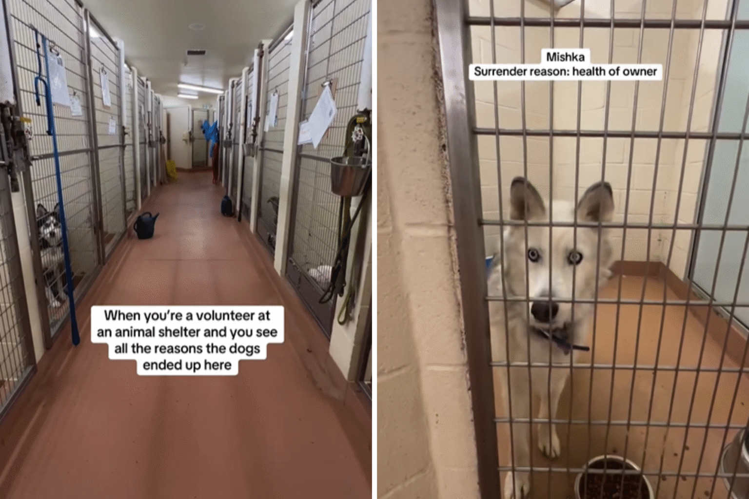 Hearts Break As Shelter Volunteer Reveals Reasons Dogs Are Abandoned