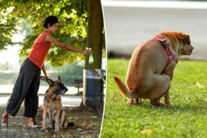 This NYC neighborhood the most plagued by puppy poop in 2025: ‘Getting out of hand’