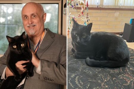 Viral Kitty: Florida lab cat helps discover brand-new virus strain — again