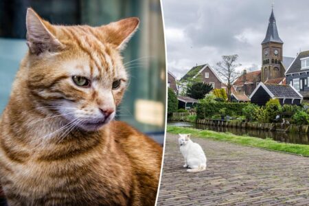 Cats keep drowning in Amsterdam’s canals — so the city came up with a clever plan to save feline lives