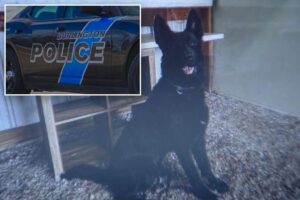 Police chief’s toddler killed by K-9 dog named Draco in backyard in ‘tragic incident’