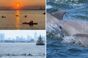 Exclusive | Rare bottlenose dolphin sightings in NYC thrill lucky viewers— as experts explain why they’re suddenly occurring