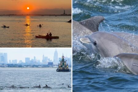 Exclusive | Rare bottlenose dolphin sightings in NYC thrill lucky viewers— as experts explain why they’re suddenly occurring