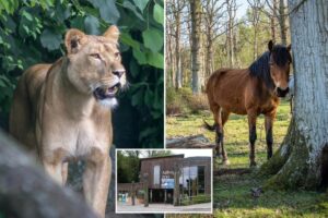 Mom donates daughter’s pony to zoo — so that it can be devoured by lions: ‘Nothing goes to waste’