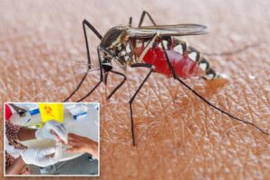 NJ malaria case is first acquired locally since 1998