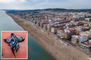 Creepy, venomous creatures wash ashore in top summer hotspot, sending swimmers scurrying and leaving beaches shuttered