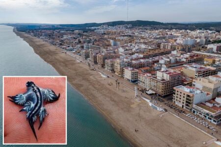 Creepy, venomous creatures wash ashore in top summer hotspot, sending swimmers scurrying and leaving beaches shuttered