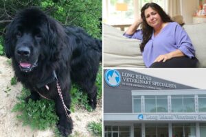 Exclusive | LI animal hospital left beloved dog to die, charged ,500-a-night — and lied about his condition, grieving owners claim