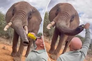 Tourist slammed for popping a beer on safari — and feeding it to an elephant: ‘This should never have happened’