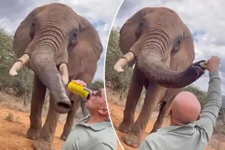 Tourist slammed for popping a beer on safari — and feeding it to an elephant: ‘This should never have happened’