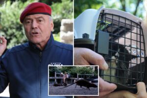 Curtis Sliwa calls for feral cat ‘colonies’ to claw back at NYC rat problem: ‘Caped crusaders at night’