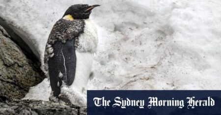 Emperor penguins at threat of extinction due to West Antarctic Ice Shelf collapse: Climate change to blame