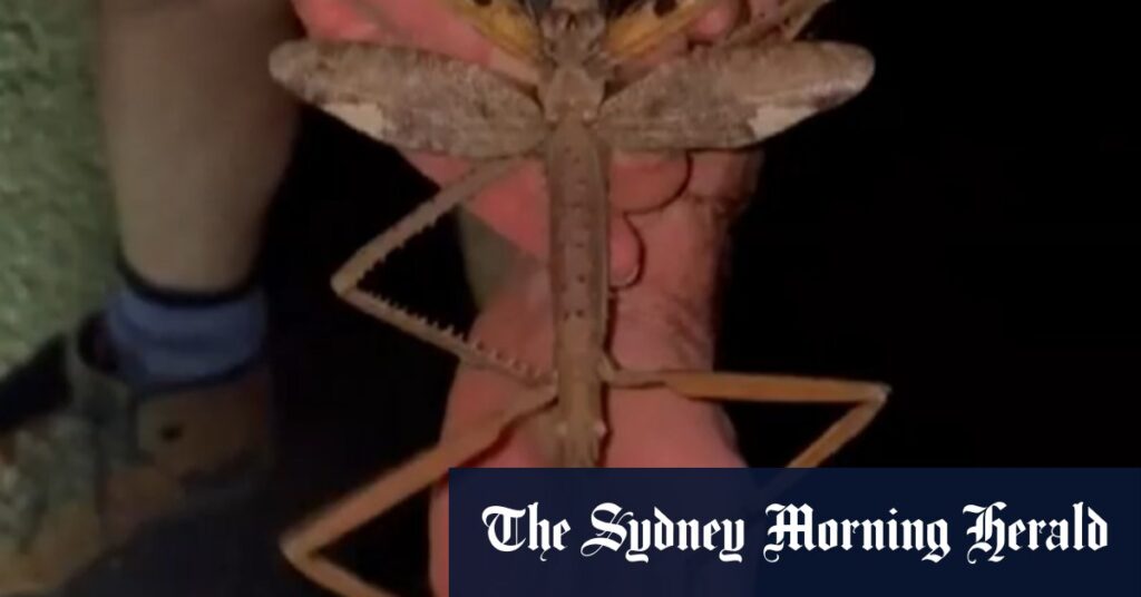 New species of giant stick insect discovered in Queensland