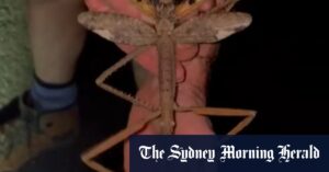 New species of giant stick insect discovered in Queensland