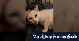 Emi rescued from Collingwood streets