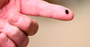 What to know about Lyme disease amid ‘steady increase’ in Canada, U.S.