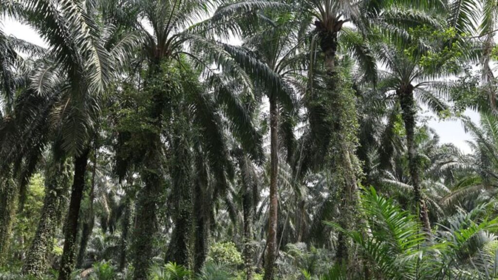Malaysia makes contingency plans for agriculture exports under EU deforestation rules