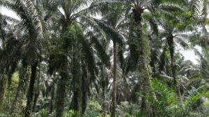 Malaysia makes contingency plans for agriculture exports under EU deforestation rules