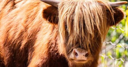 Pair of shaggy Highland cattle making their debut at the Toronto Zoo
