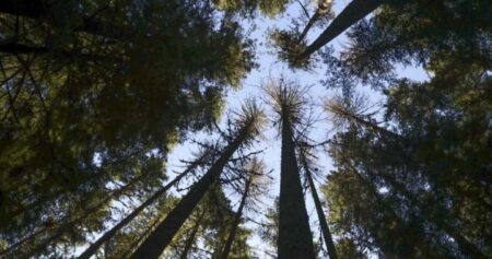 When heat and drought stress trees, the consequences can be tragic