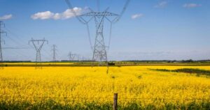 China’s new tariff on Canadian canola takes effect as farmers urge action