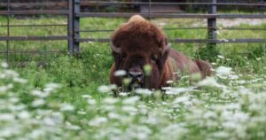 Road north of Toronto opens after escaped bison recaptured