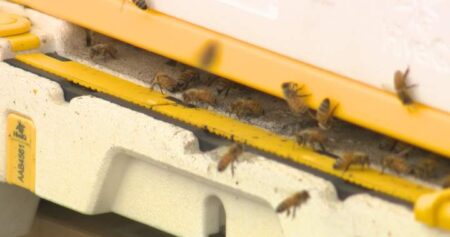 More bees found buzzing in Calgary backyards